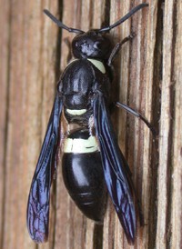 Monobia quadridens